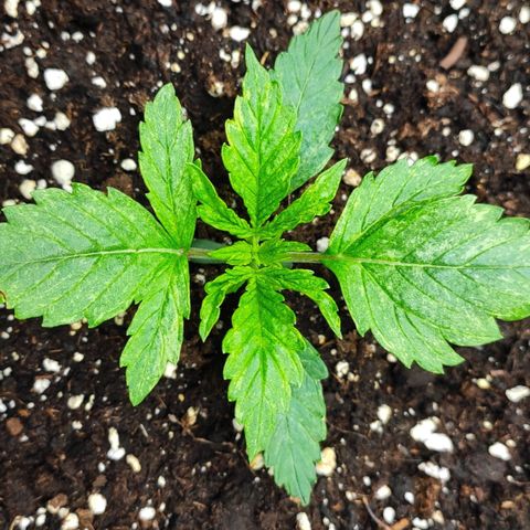 Auto AK Passion growlog timeline photo