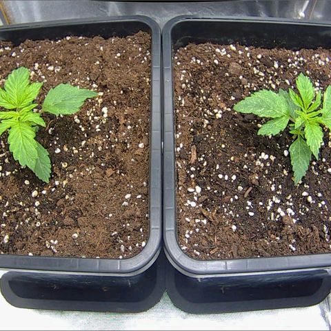 Easy Plant growlog timeline photo