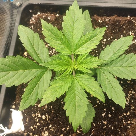 Easy Plant growlog timeline photo