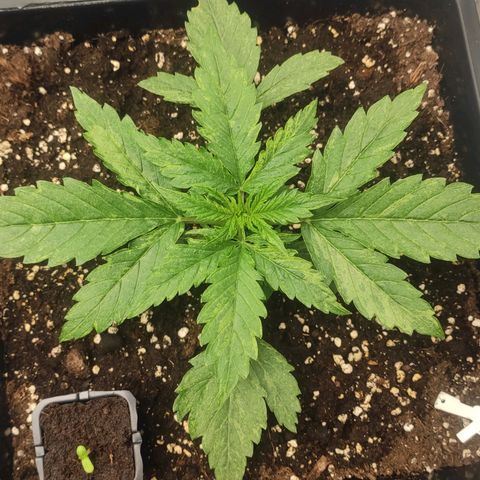 Auto AK Passion growlog timeline photo