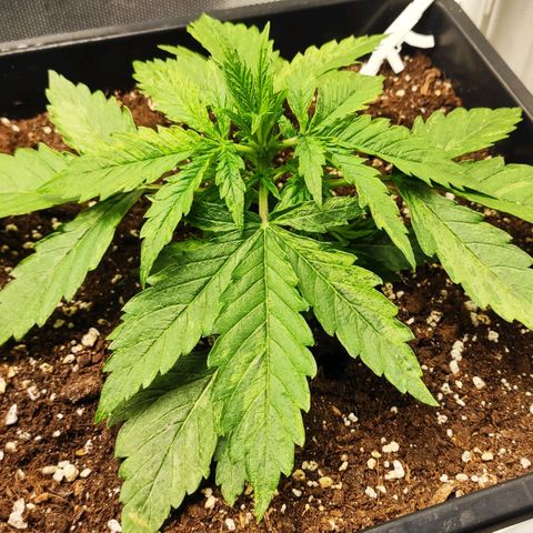 Auto AK Passion growlog timeline photo
