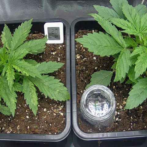 Easy Plant growlog timeline photo