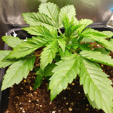 Easy Plant growlog timeline photo