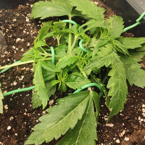 Auto AK Passion growlog photo: First LST