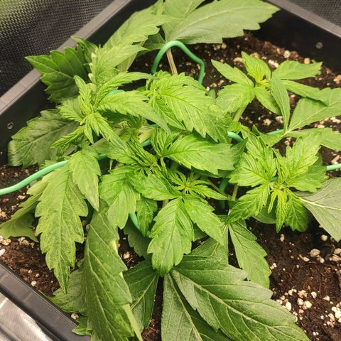 Easy Plant growlog photo: First LST