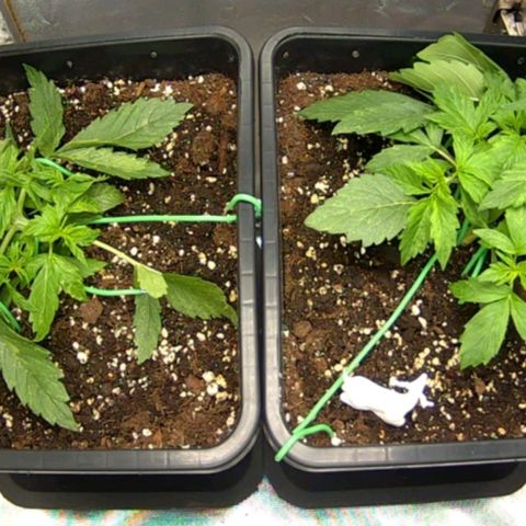 Easy Plant growlog timeline photo