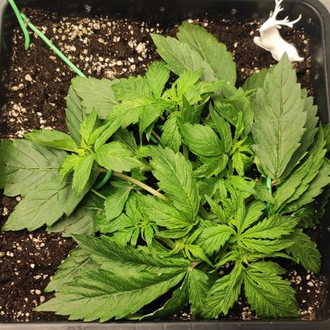 Easy Plant growlog timeline photo