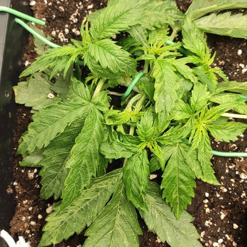 Auto AK Passion growlog timeline photo