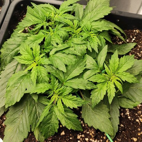 Easy Plant growlog timeline photo