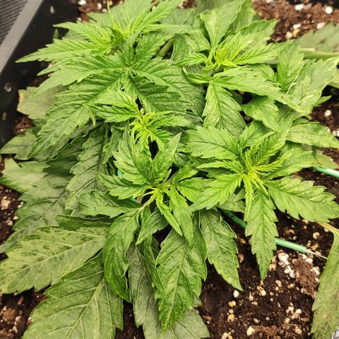 Auto AK Passion growlog timeline photo