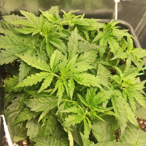 Auto AK Passion growlog timeline photo