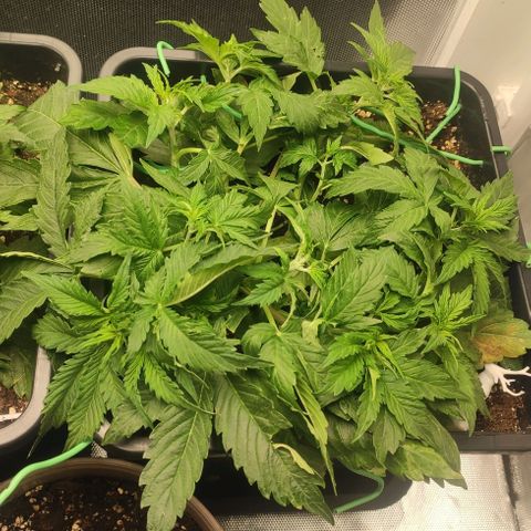 Easy Plant growlog timeline photo
