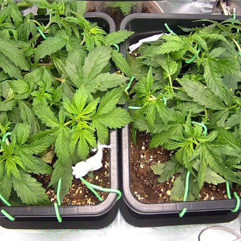 Easy Plant growlog photo: After LST