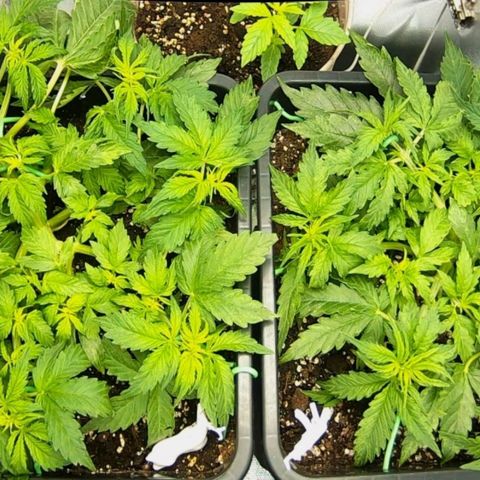 Easy Plant growlog photo: One more (final?) LST before flo 😉