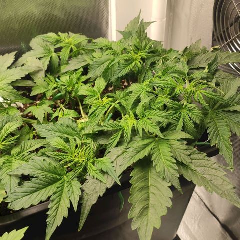 Easy Plant growlog timeline photo