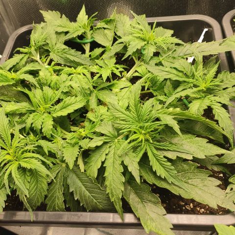 Auto AK Passion growlog timeline photo