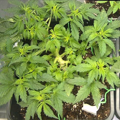 Easy Plant growlog timeline photo