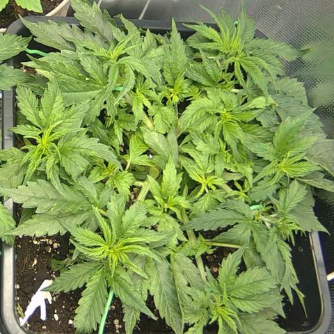 Auto AK Passion growlog timeline photo