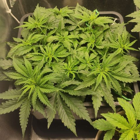 Auto AK Passion growlog timeline photo