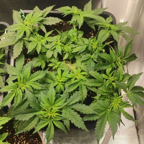 Easy Plant growlog timeline photo