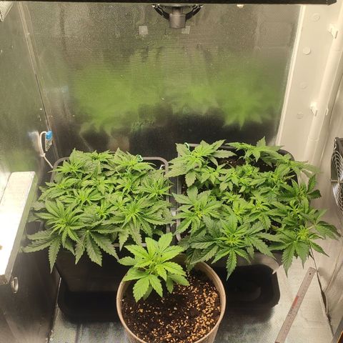 Easy Plant growlog timeline photo