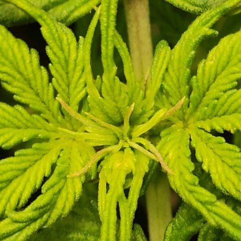 Easy Plant growlog photo: First signs of flowering