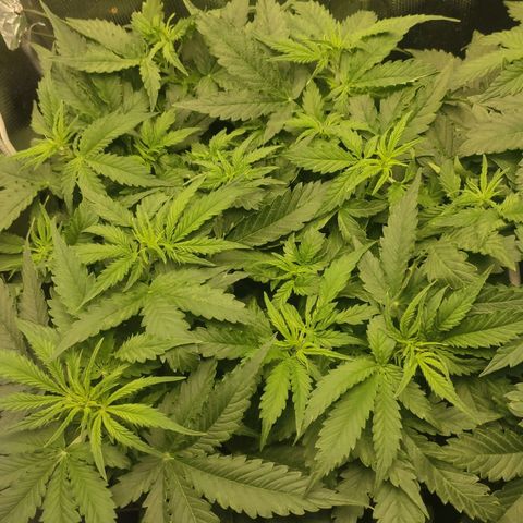 Auto AK Passion growlog timeline photo