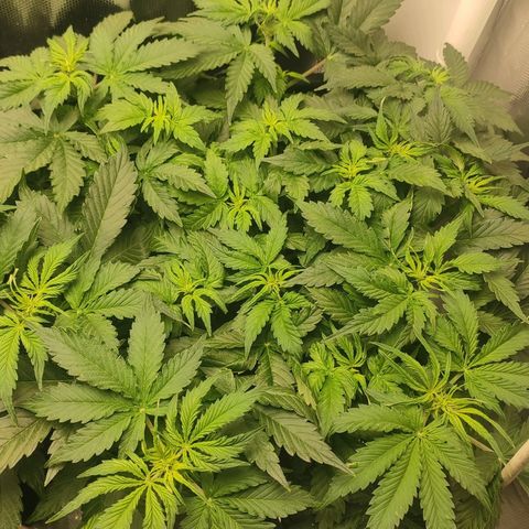 Easy Plant growlog timeline photo