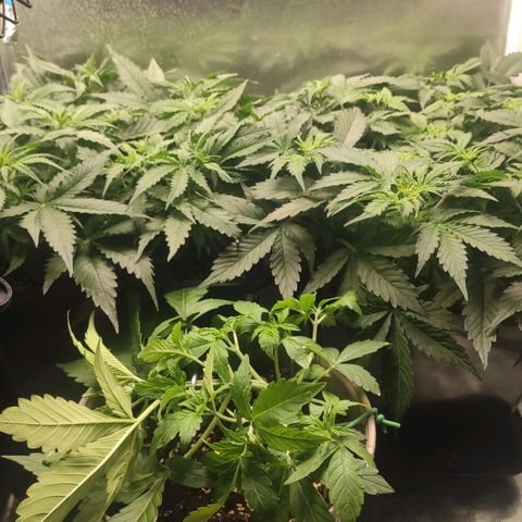 Easy Plant growlog timeline photo