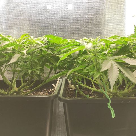 Easy Plant growlog timeline photo