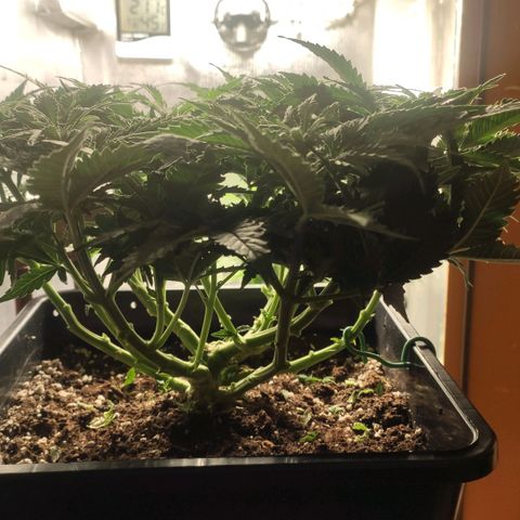 Auto AK Passion growlog timeline photo