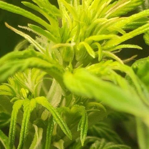 Easy Plant growlog timeline photo