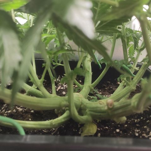 Easy Plant growlog timeline photo