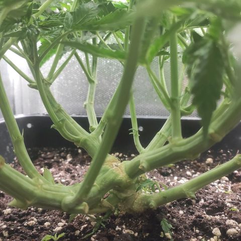 Auto AK Passion growlog timeline photo