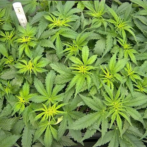 Easy Plant growlog timeline photo