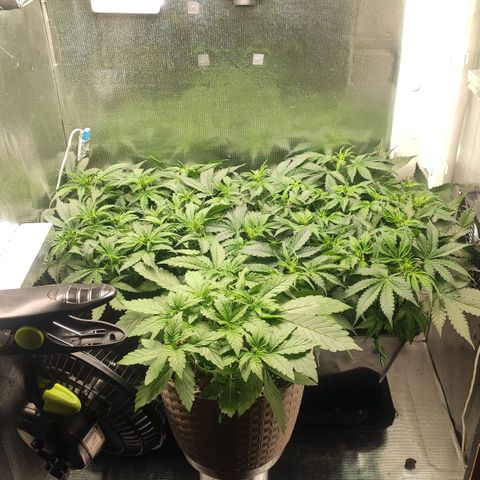 Easy Plant growlog timeline photo