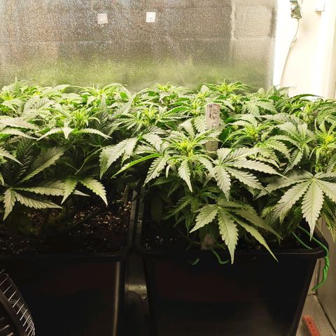 Easy Plant growlog timeline photo