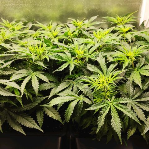Easy Plant growlog timeline photo