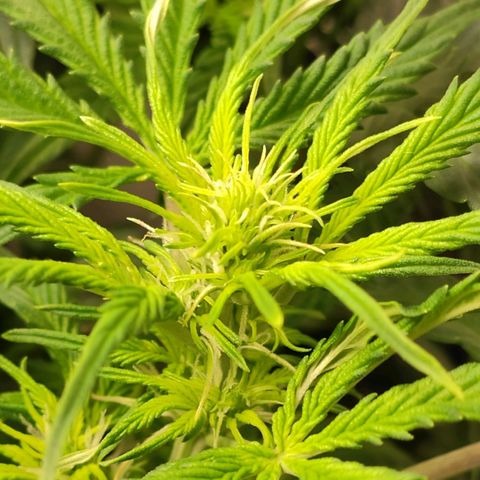 Easy Plant growlog timeline photo
