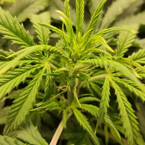 Auto AK Passion growlog timeline photo