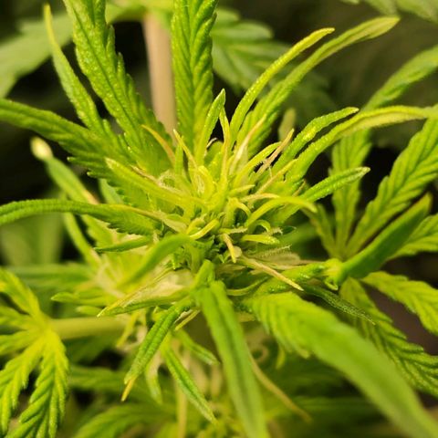 Easy Plant growlog timeline photo