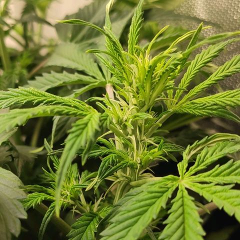 Easy Plant growlog timeline photo
