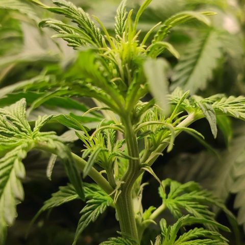 Easy Plant growlog timeline photo