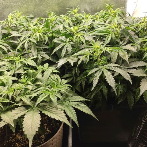 Easy Plant growlog timeline photo