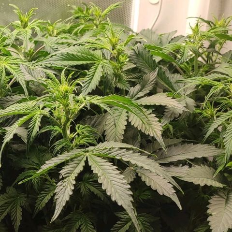Easy Plant growlog timeline photo