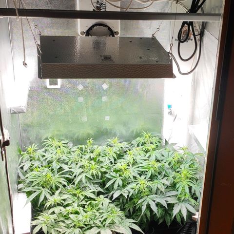 Easy Plant growlog timeline photo