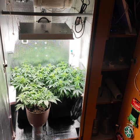 Easy Plant growlog timeline photo