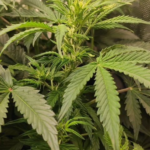 Easy Plant growlog timeline photo