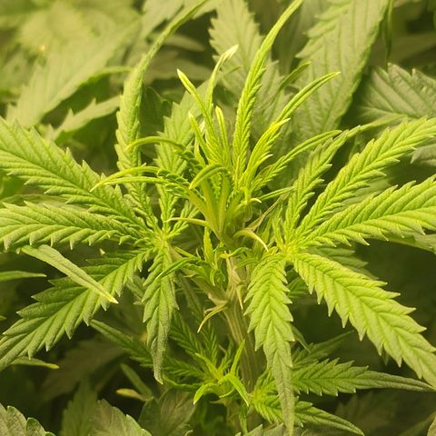 Auto AK Passion growlog timeline photo