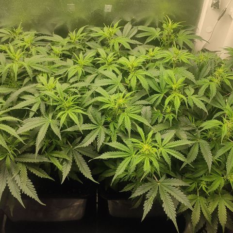 Easy Plant growlog timeline photo